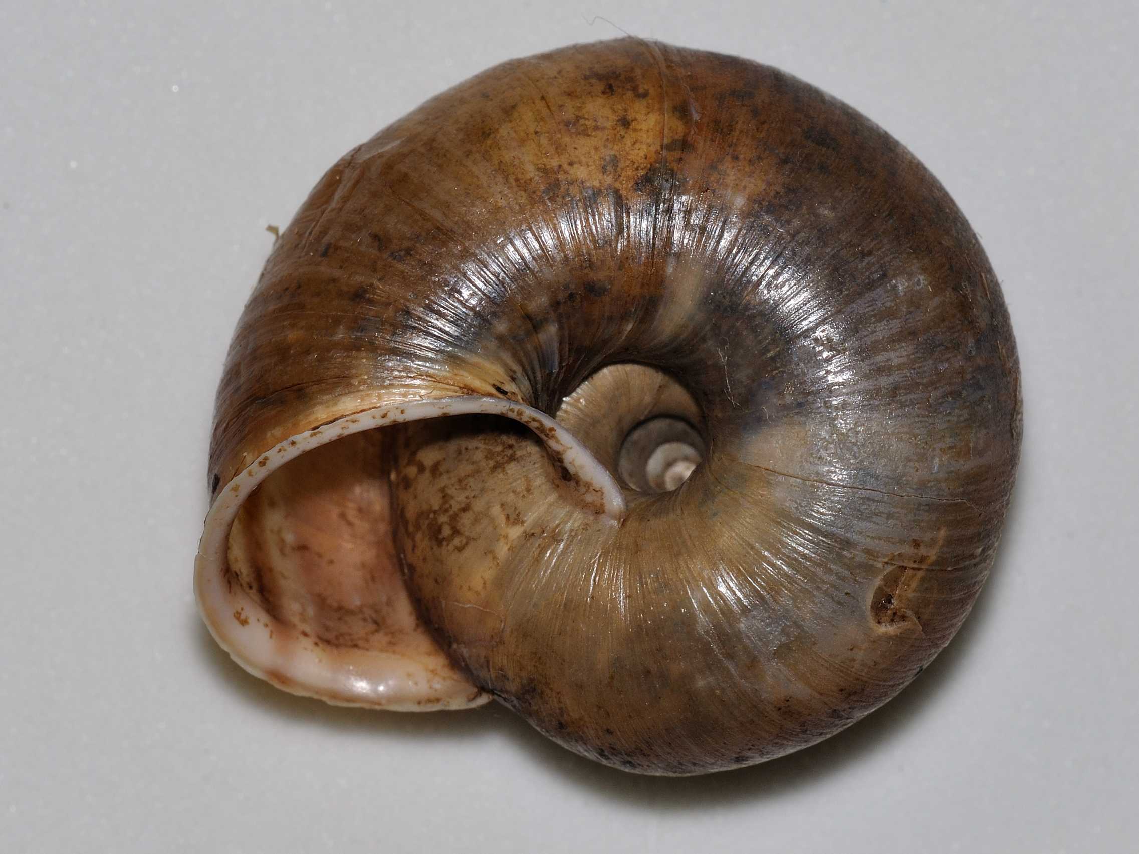 Chilostoma planospira